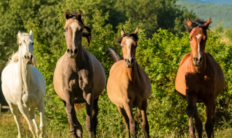 Sådan skaber du de bedste naturlige rammer for din hest.