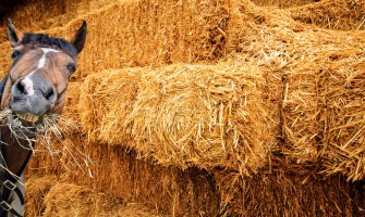 Halm - elsket og hadet af hestefolket
