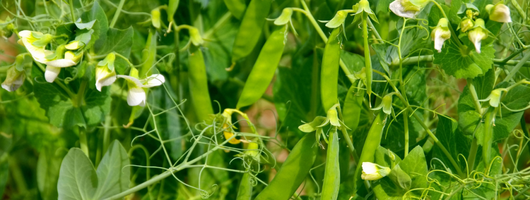 Fokus på ingredienser – Hvad er mikroniserede ærter?