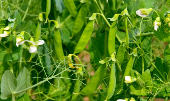 Fokus på ingredienser – Hvad er mikroniserede ærter?