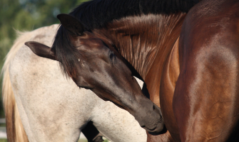 Sommereksem hos heste: Et sommermareridt - Det her skal du vide!