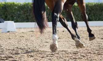 Må jeg ride min hest på tom mave? Må jeg ride min hest på tom mave?