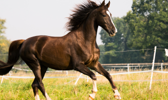 Forårsfornemmelser - hvad skal du være opmærksom på? 