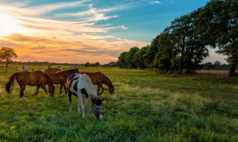 Forfangenhed – Hvad ved vi egentlig og hvad kan du gøre? Forfangenhed – Hvad ved vi egentlig og hvad kan du gøre?