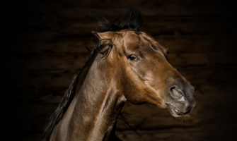 Hoppeadfærd - hormoner eller stress?