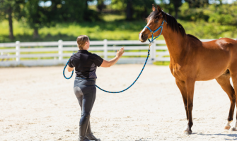 Læring og hukommelse hos heste