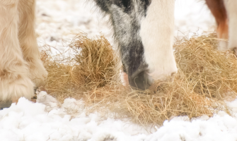 ”Jeg skal bruge noget ekstra til min hest – men det må ikke fede!”