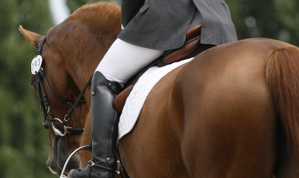 Hvor meget protein er nødvendigt til din hest? Hvor meget protein er nødvendigt til din hest?