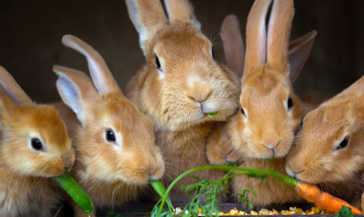 Hjælp! Min kanin vil ikke spise hø 
