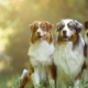 Hvilken type kød skal være hovedingrediens i din hunds foder?  Hvilken type kød skal være hovedingrediens i din hunds foder?