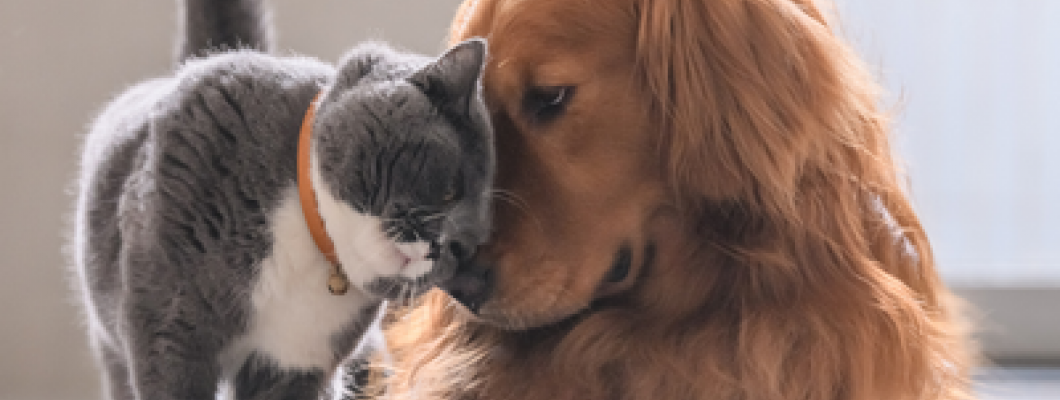 Kan min kat fodres med hundefoder?