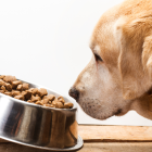 hundefoder