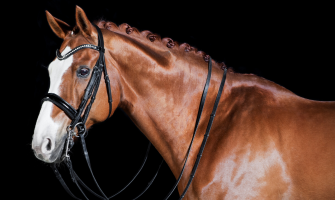 Forebyggelse af mavesår hos  heste - en guide til hesteejere 