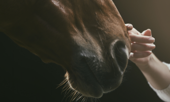 Ormestrategi - Har din hest orm?