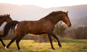 Regneksem - Sådan hjælper du bedst din hest