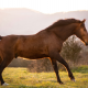Regneksem - Sådan hjælper du bedst din hest Regneksem - Sådan hjælper du bedst din hest