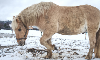 Kolik... Sådan forebygger du, at din hest får kolik.
