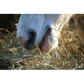 Grovfoderanalyse - bestillingsvare