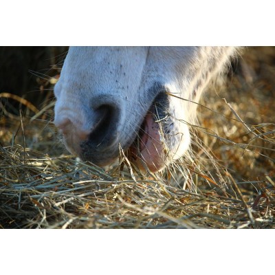 Grovfoderanalyse - bestillingsvare Grovfoderanalyse - bestillingsvare