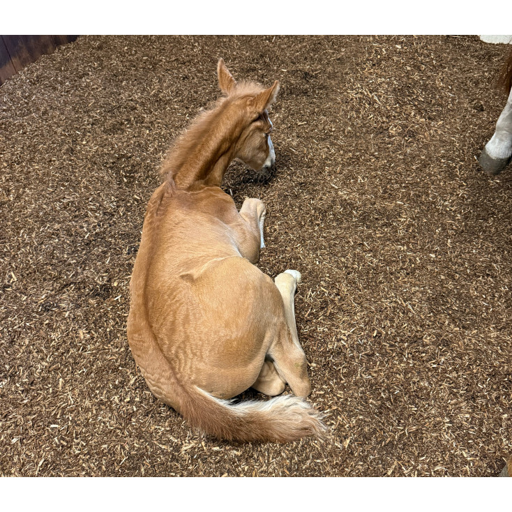 Biobed Nordic Willow HORSE - 1 pose á 40L