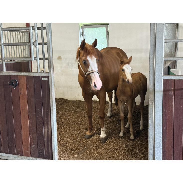 Biobed Nordic Willow HORSE - 1 pose á 40L