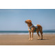 Cooling Vest - Non-Stop Dogwear