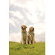 Cooling Vest - Non-Stop Dogwear