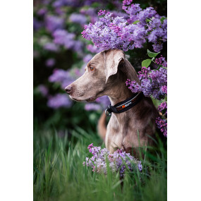 Rock Collar 3.0 - Non-stop Dogwear