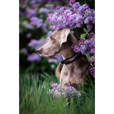 Rock Collar 3.0 - Non-stop Dogwear