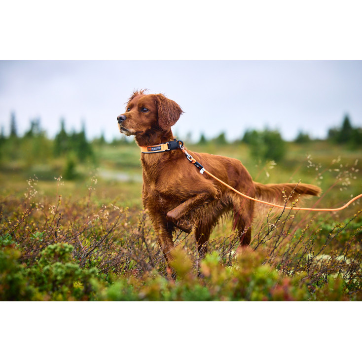 Protector Collar - Non-Stop Dogwear