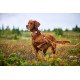 Protector Collar - Non-Stop Dogwear
