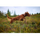 Protector Collar - Non-Stop Dogwear