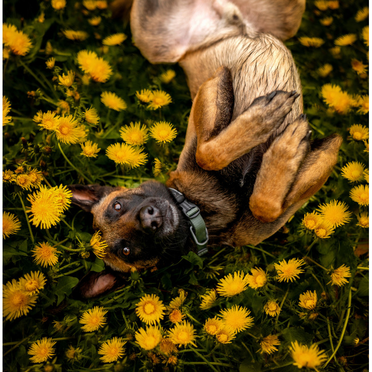 Roam CollarOrange - Non-Stop Dogwear