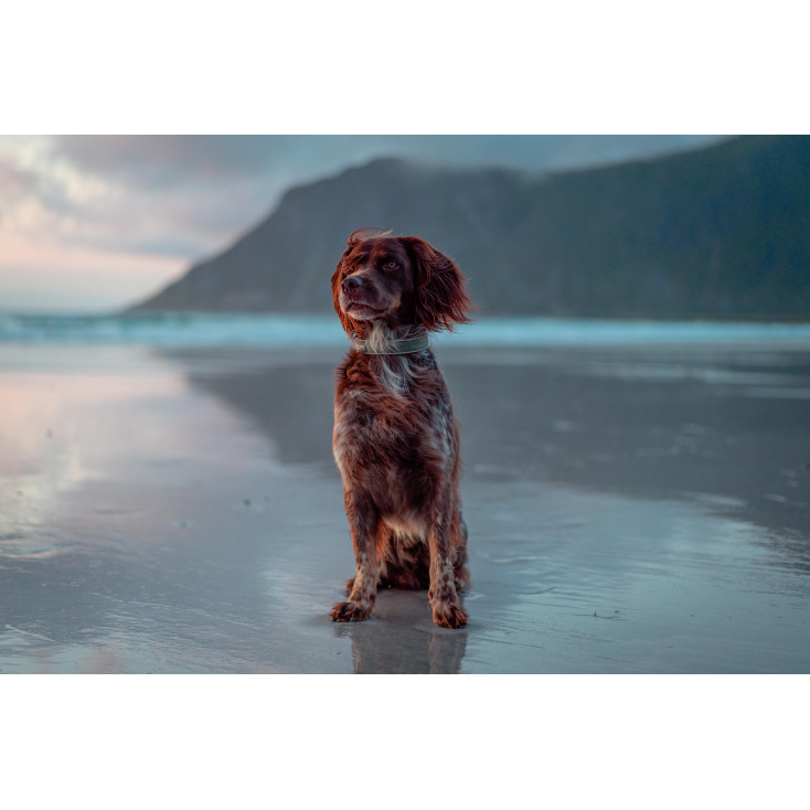 Roam CollarOrange - Non-Stop Dogwear