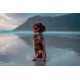 Roam CollarOrange - Non-Stop Dogwear