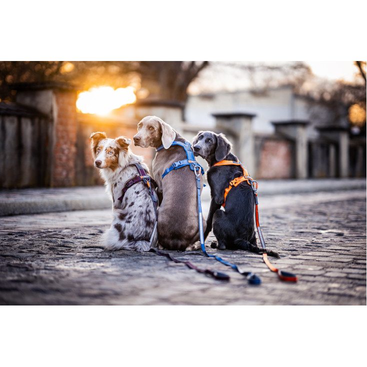 Move Leash size 1.5m/15mm - vælg farve - Non-Stop Dogwear