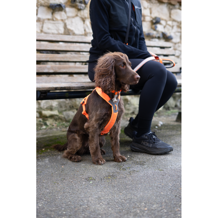 Line Harness 5.0 Orange - Non-Stop Dogwear