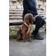 Line Harness 5.0 Orange - Non-Stop Dogwear