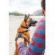 Rock Harness - Non-stop Dogwear