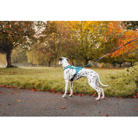 Rush Harness - teal - Non-stop Dogwear