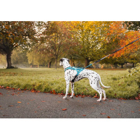 Rush Harness - teal - Non-stop Dogwear