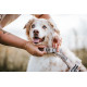 Trekking Line Harness CLIP'N - Non-Stop Dogwear