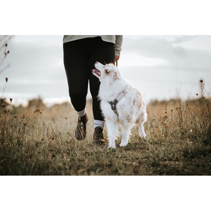 Trekking Line Harness CLIP'N - Non-Stop Dogwear