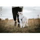 Trekking Line Harness CLIP'N - Non-Stop Dogwear
