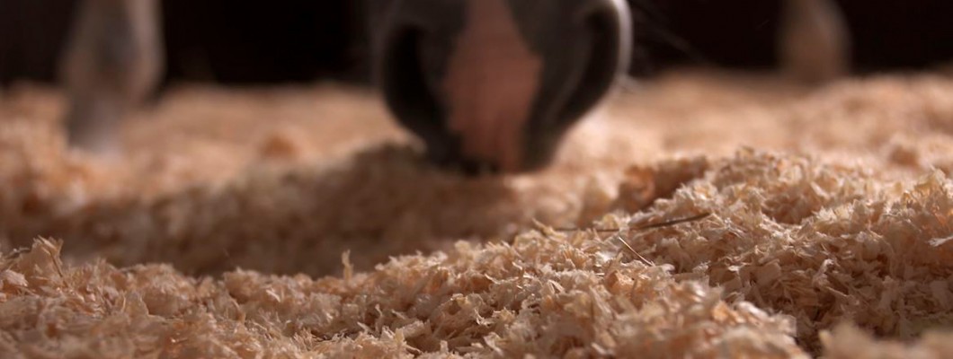 Hvilken type strøelse skal jeg vælge?