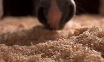 Hvilken type strøelse skal jeg vælge?